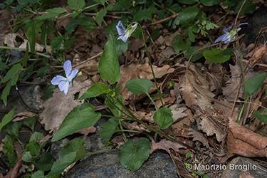 Immagine 4 di 5 - Viola canina L.