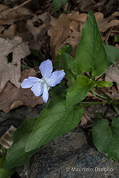 Immagine 5 di 5 - Viola canina L.