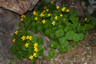 Immagine 1 di 3 - Viola biflora L.