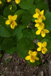 Immagine 2 di 3 - Viola biflora L.