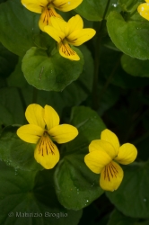 Immagine 3 di 3 - Viola biflora L.