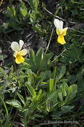 Immagine 3 di 6 - Viola tricolor L.