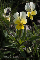 Immagine 4 di 6 - Viola tricolor L.
