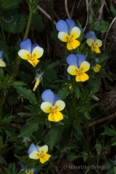 Immagine 5 di 6 - Viola tricolor L.