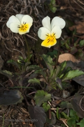 Immagine 1 di 4 - Viola arvensis Murray