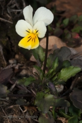 Immagine 3 di 4 - Viola arvensis Murray