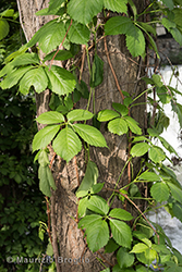 Immagine 1 di 5 - Parthenocissus quinquefolia (L.) Planch.