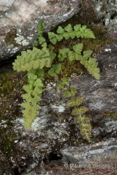 Immagine 1 di 4 - Woodsia alpina (Bolton) Gray