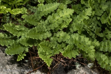 Immagine 2 di 4 - Woodsia alpina (Bolton) Gray