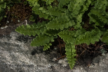 Immagine 3 di 4 - Woodsia alpina (Bolton) Gray