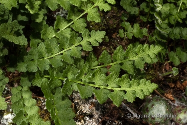Immagine 4 di 4 - Woodsia alpina (Bolton) Gray